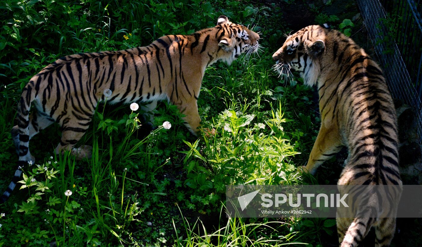 The tigers Amur and Ussuri at Primorye Safari Park