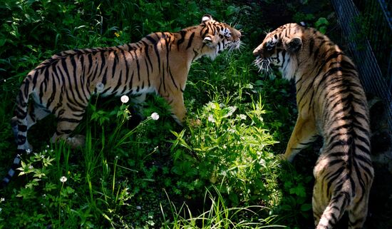 The tigers Amur and Ussuri at Primorye Safari Park