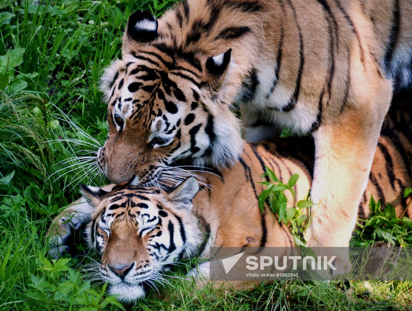 The tigers Amur and Ussuri at Primorye Safari Park