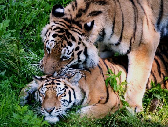 The tigers Amur and Ussuri at Primorye Safari Park