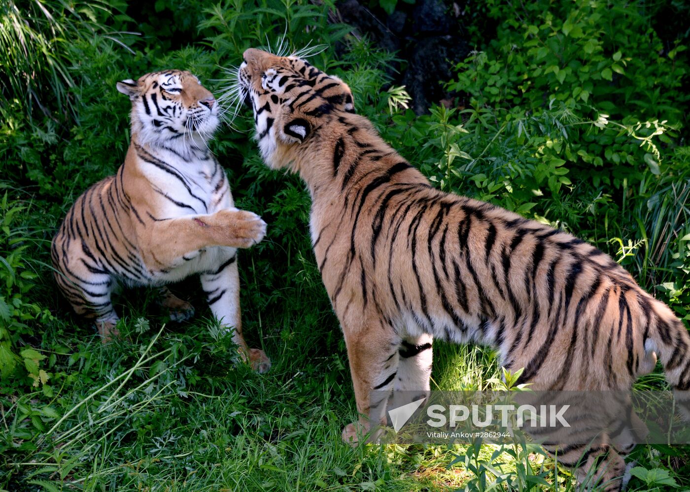 The tigers Amur and Ussuri at Primorye Safari Park