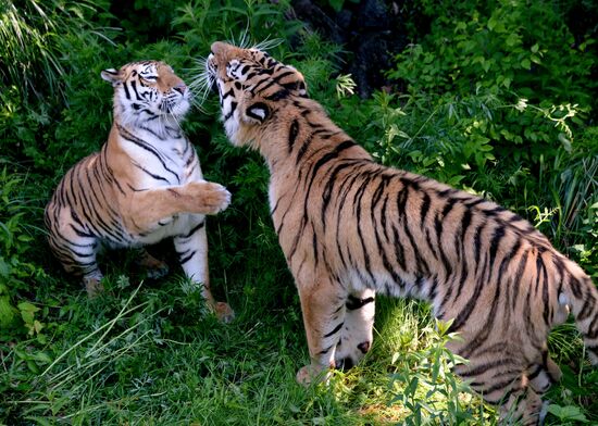 The tigers Amur and Ussuri at Primorye Safari Park