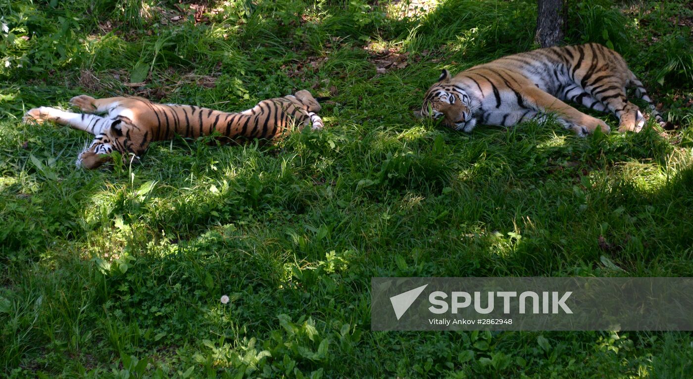 The tigers Amur and Ussuri at Primorye Safari Park