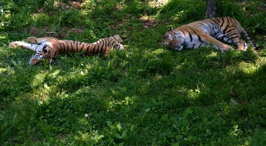The tigers Amur and Ussuri at Primorye Safari Park