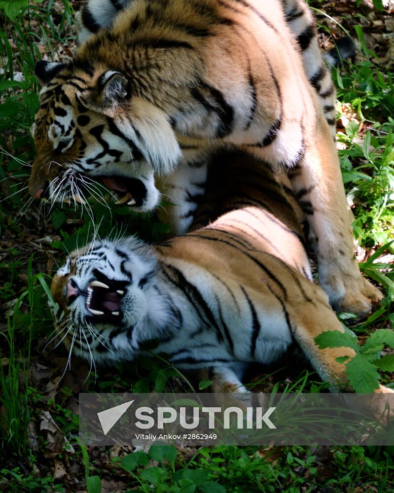 The tigers Amur and Ussuri at Primorye Safari Park