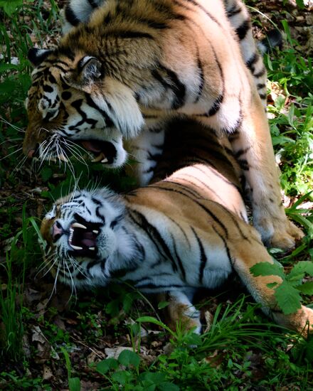 The tigers Amur and Ussuri at Primorye Safari Park
