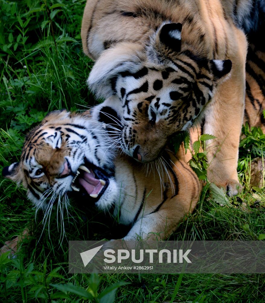 The tigers Amur and Ussuri at Primorye Safari Park