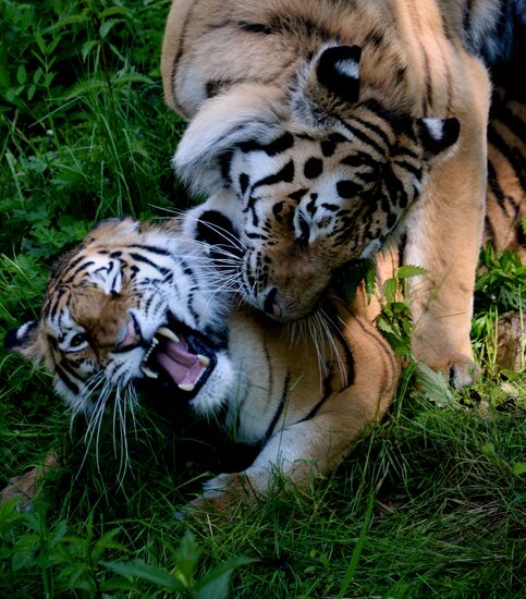 The tigers Amur and Ussuri at Primorye Safari Park