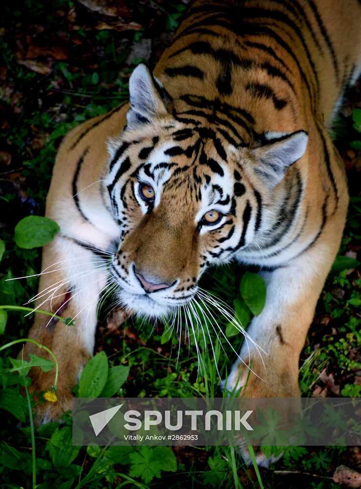 The tigers Amur and Ussuri at Primorye Safari Park