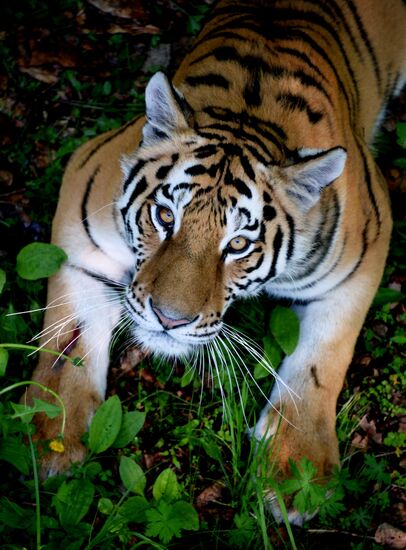 The tigers Amur and Ussuri at Primorye Safari Park