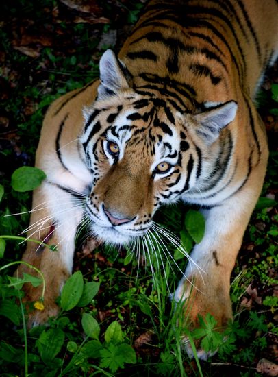 The tigers Amur and Ussuri at Primorye Safari Park