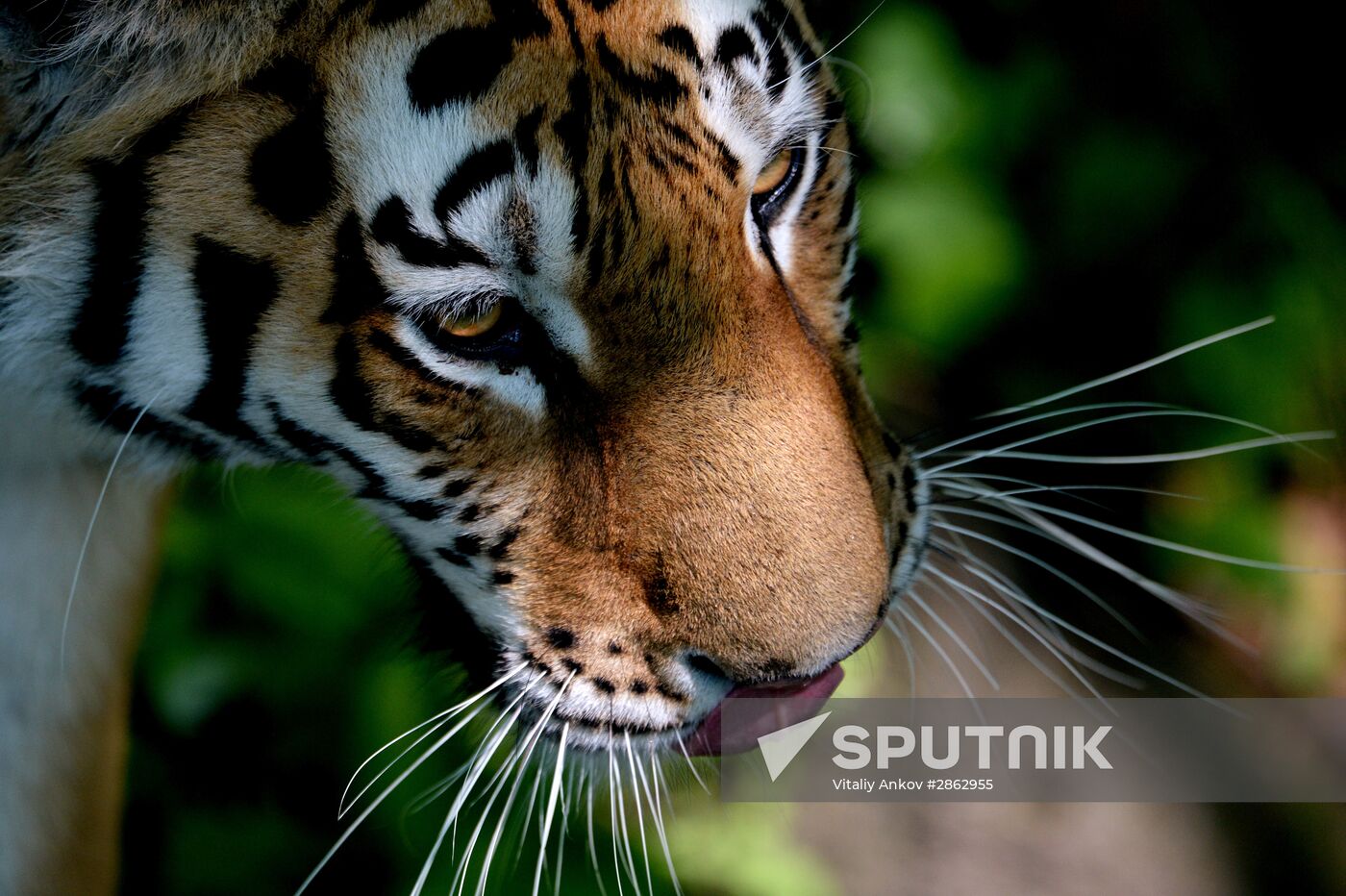 The tigers Amur and Ussuri at Primorye Safari Park