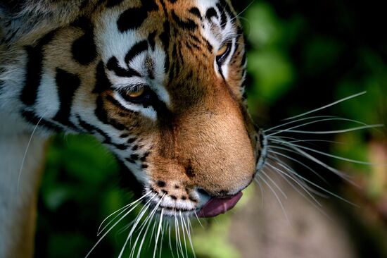 The tigers Amur and Ussuri at Primorye Safari Park