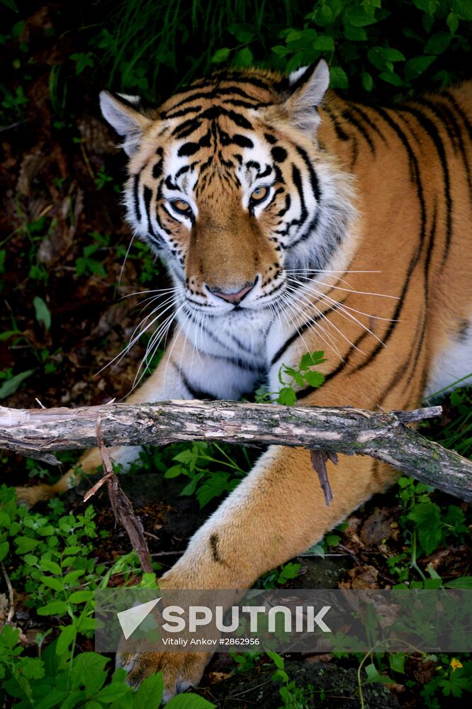 The tigers Amur and Ussuri at Primorye Safari Park