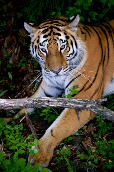 The tigers Amur and Ussuri at Primorye Safari Park