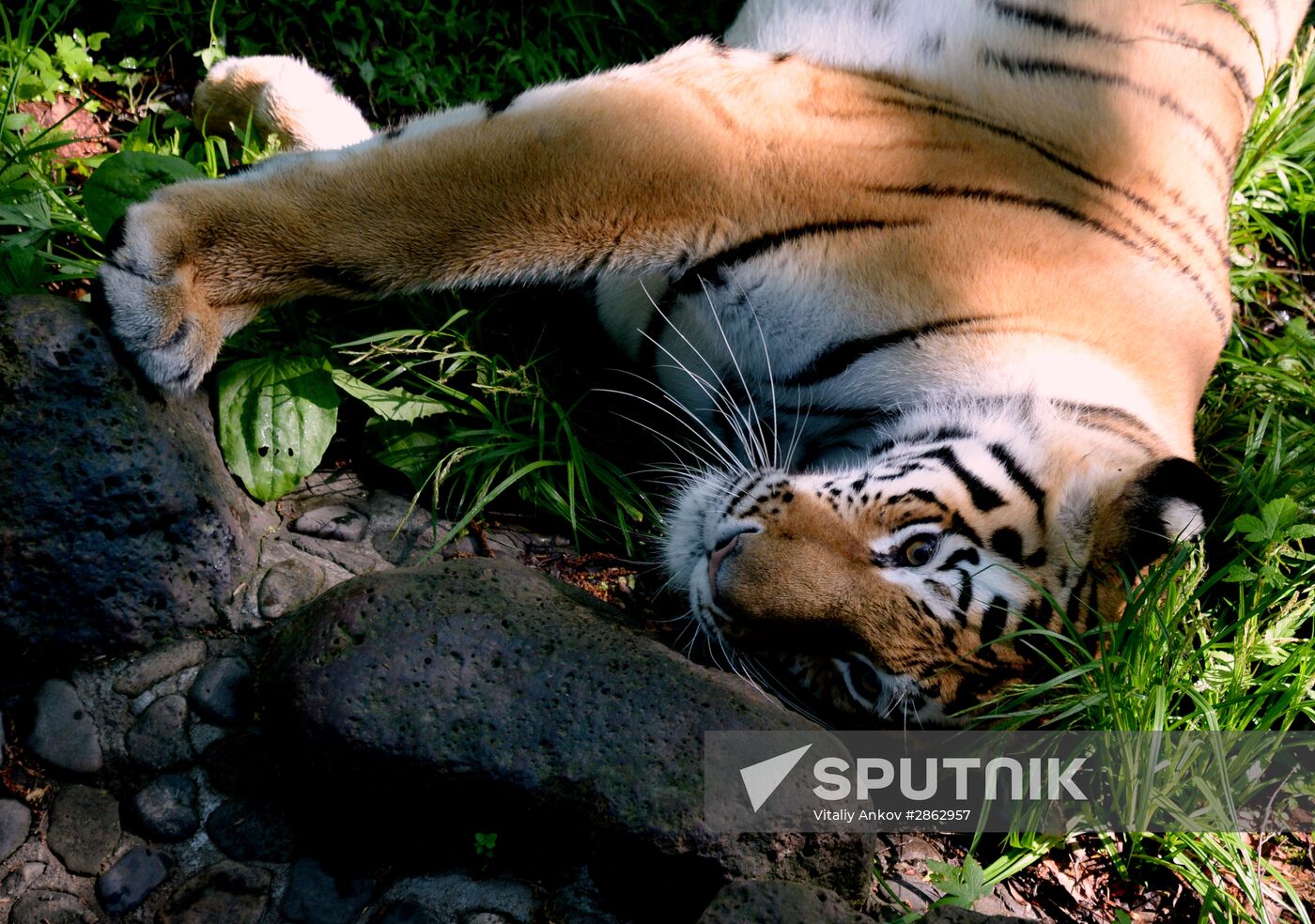 The tigers Amur and Ussuri at Primorye Safari Park