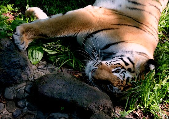 The tigers Amur and Ussuri at Primorye Safari Park