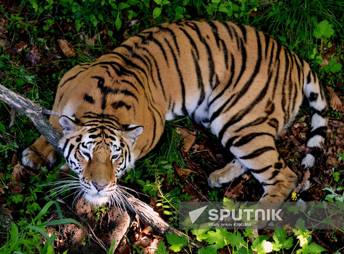 The tigers Amur and Ussuri at Primorye Safari Park