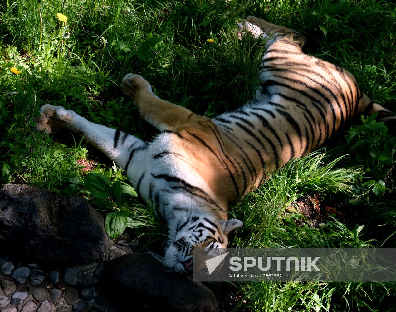 The tigers Amur and Ussuri at Primorye Safari Park