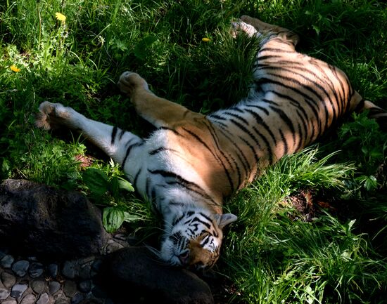 The tigers Amur and Ussuri at Primorye Safari Park