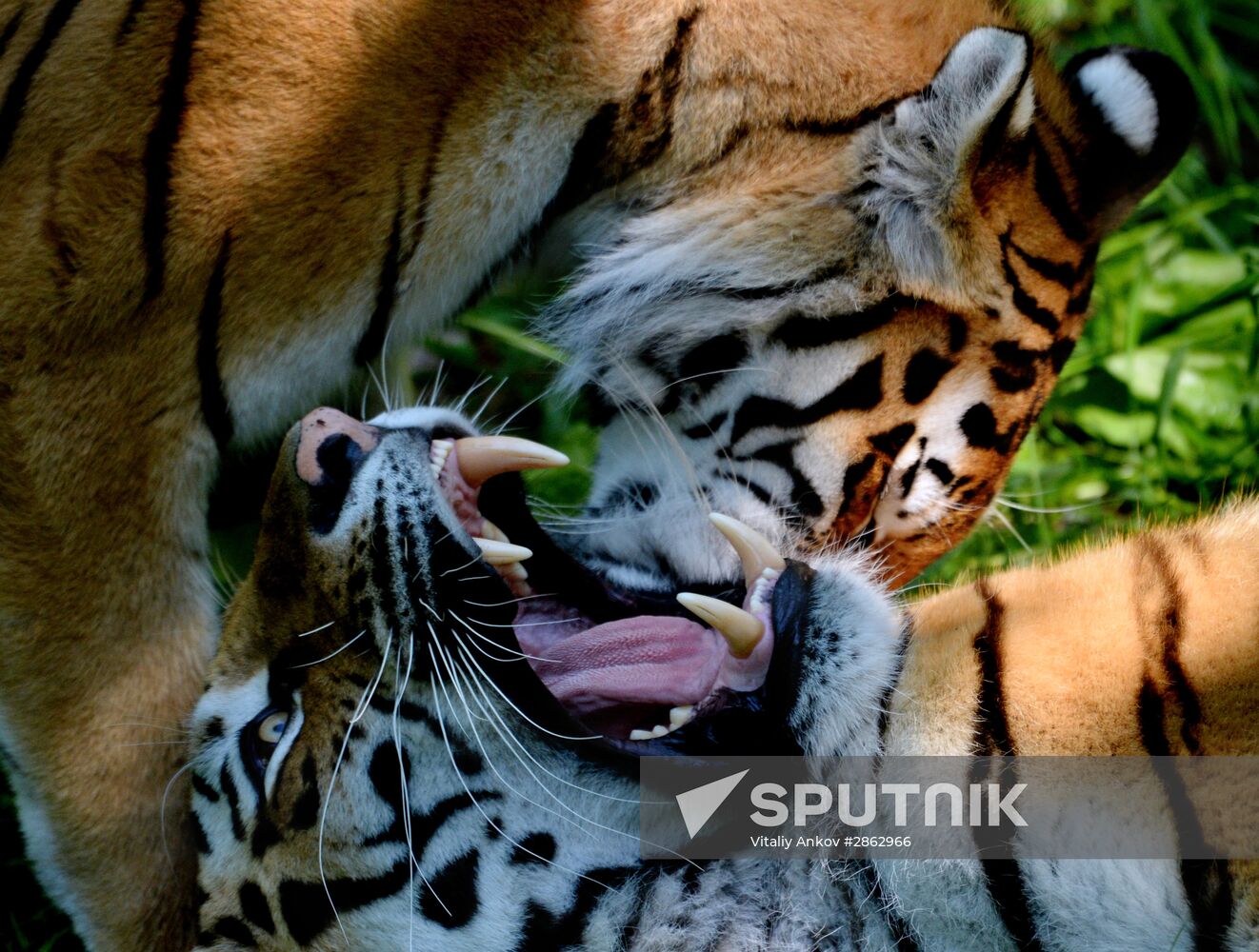 The tigers Amur and Ussuri at Primorye Safari Park