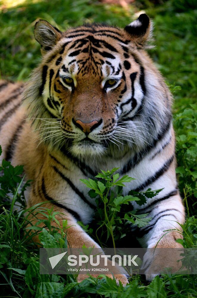 The tigers Amur and Ussuri at Primorye Safari Park