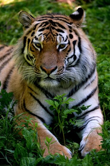 The tigers Amur and Ussuri at Primorye Safari Park