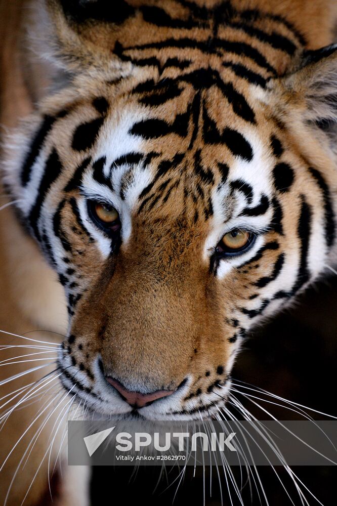 The tigers Amur and Ussuri at Primorye Safari Park