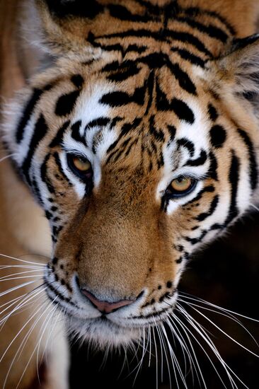 The tigers Amur and Ussuri at Primorye Safari Park