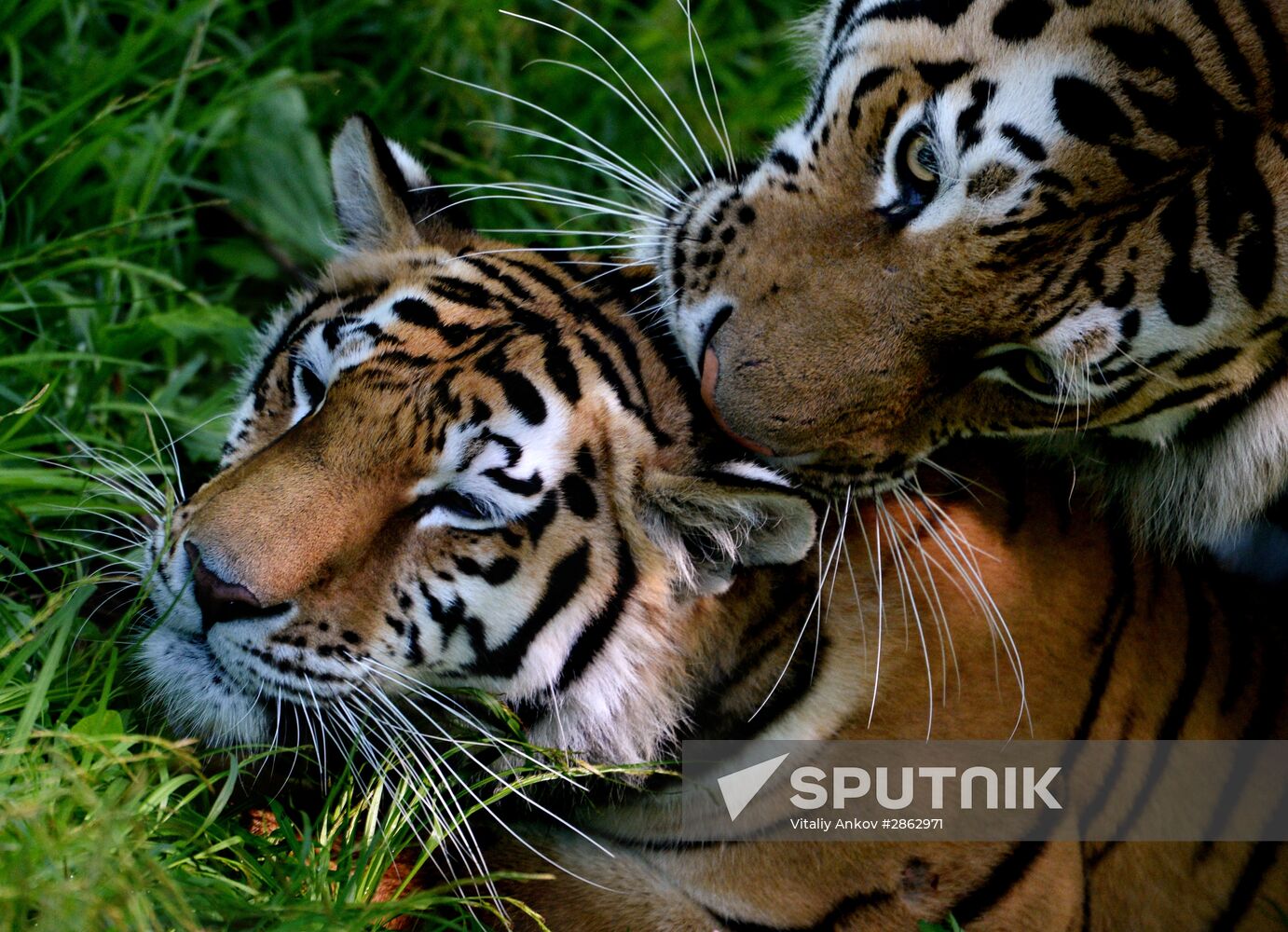 The tigers Amur and Ussuri at Primorye Safari Park