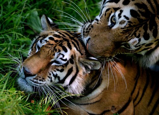 The tigers Amur and Ussuri at Primorye Safari Park