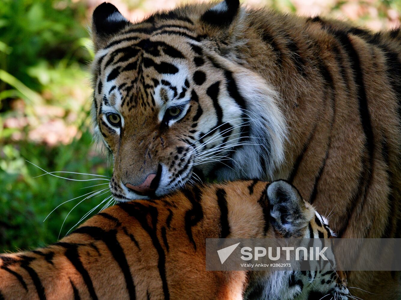 The tigers Amur and Ussuri at Primorye Safari Park