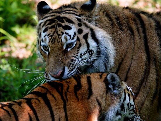 The tigers Amur and Ussuri at Primorye Safari Park