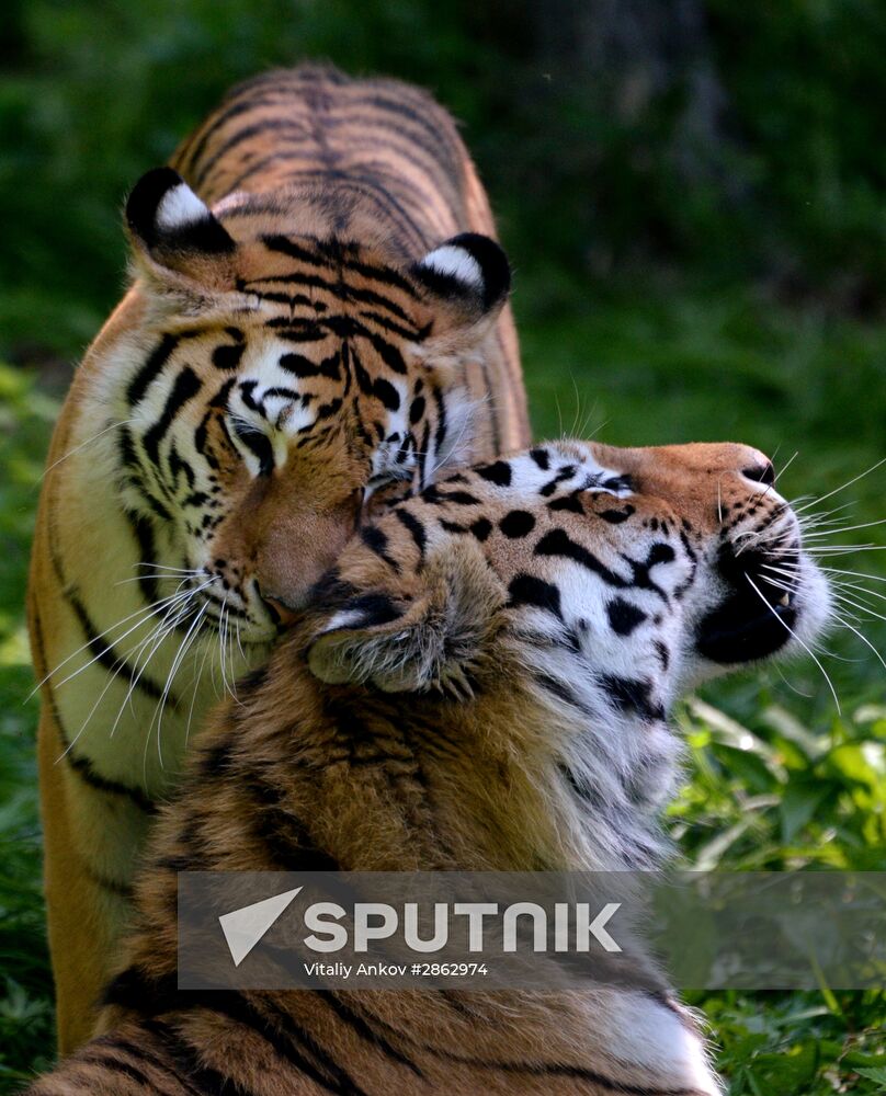 The tigers Amur and Ussuri at Primorye Safari Park