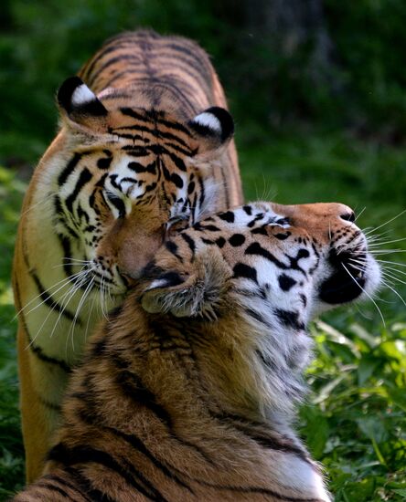 The tigers Amur and Ussuri at Primorye Safari Park