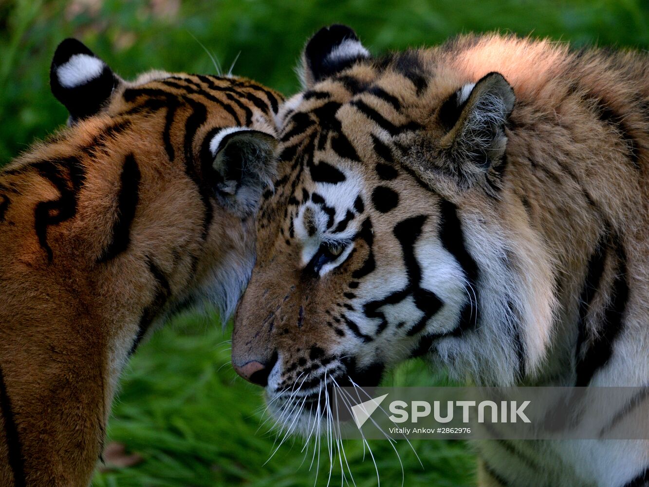 The tigers Amur and Ussuri at Primorye Safari Park