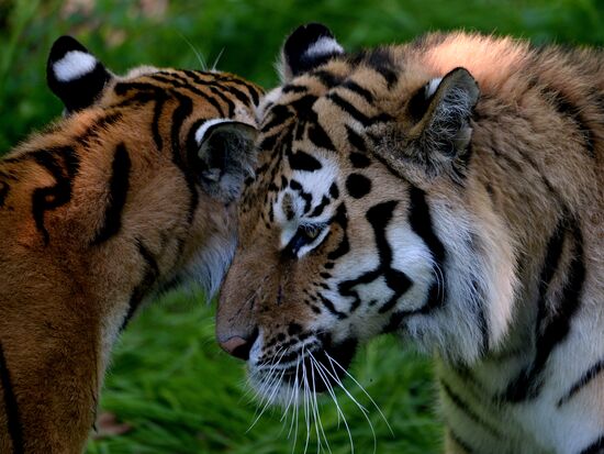 The tigers Amur and Ussuri at Primorye Safari Park