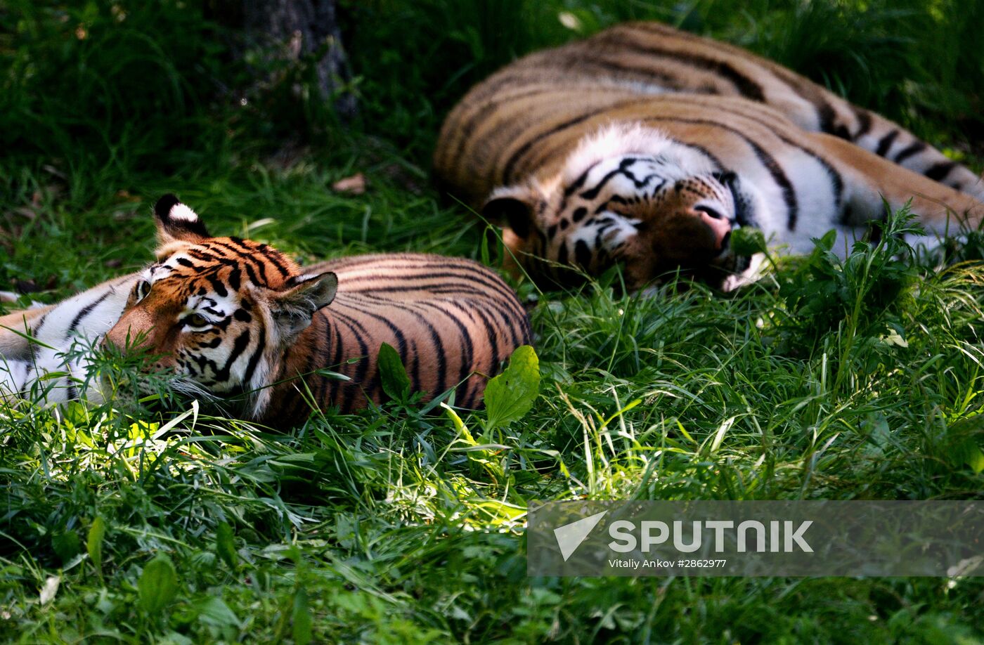 The tigers Amur and Ussuri at Primorye Safari Park