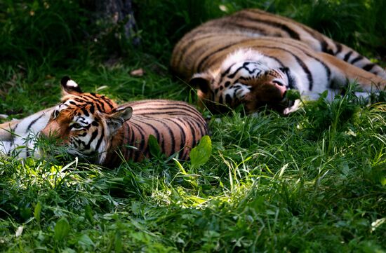 The tigers Amur and Ussuri at Primorye Safari Park