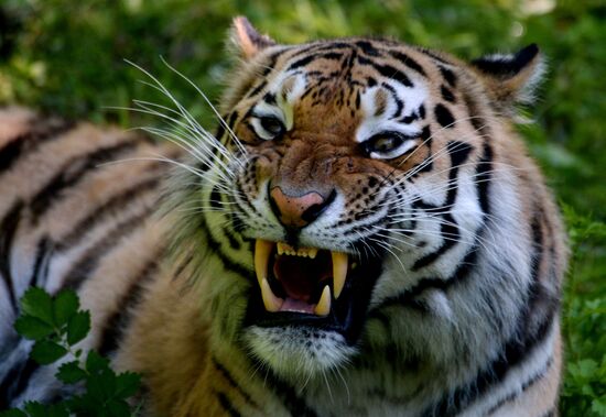 The tigers Amur and Ussuri at Primorye Safari Park