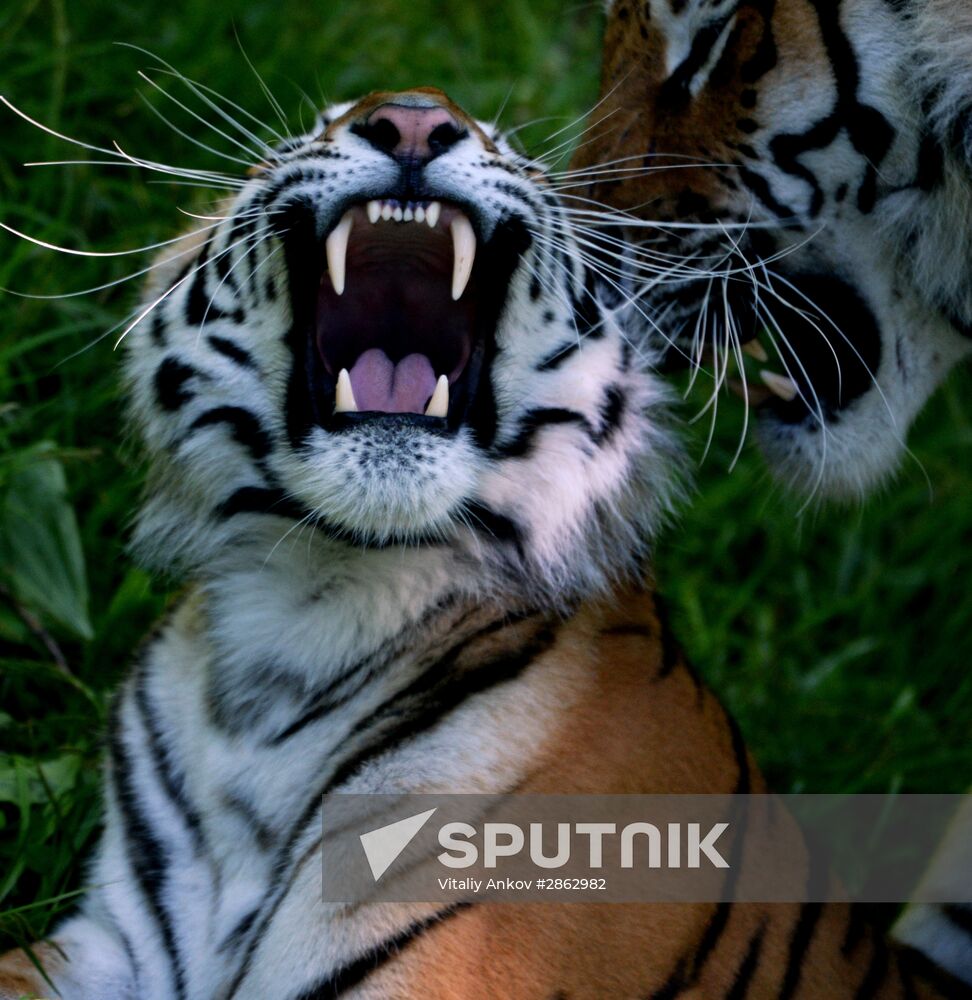 The tigers Amur and Ussuri at Primorye Safari Park