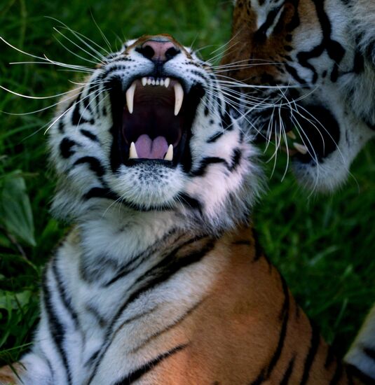 The tigers Amur and Ussuri at Primorye Safari Park