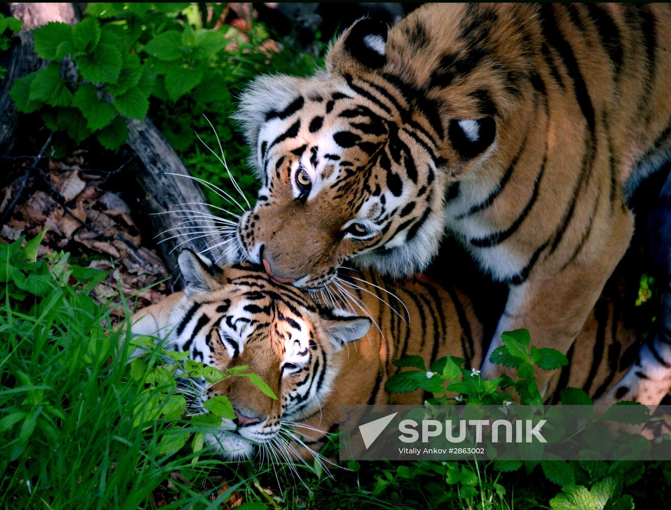 The tigers Amur and Ussuri at Primorye Safari Park