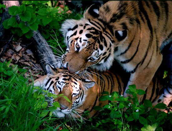 The tigers Amur and Ussuri at Primorye Safari Park