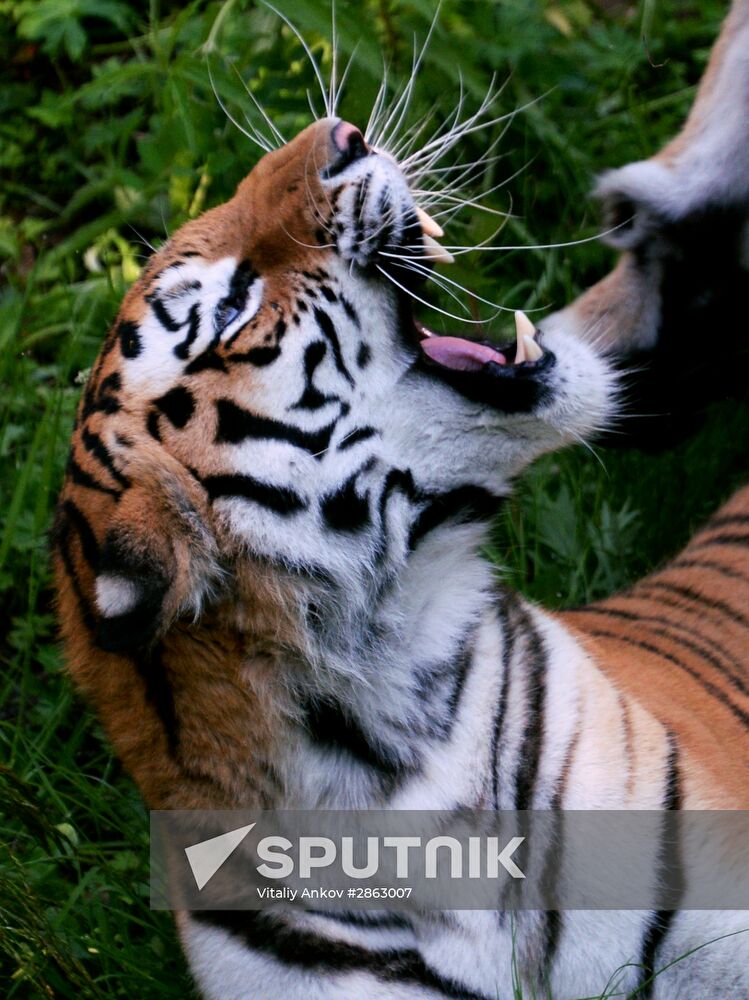 The tigers Amur and Ussuri at Primorye Safari Park