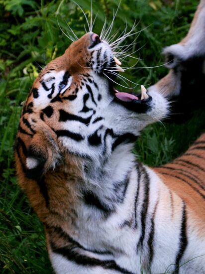 The tigers Amur and Ussuri at Primorye Safari Park