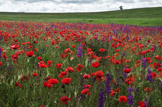 Russian regions. Crimea