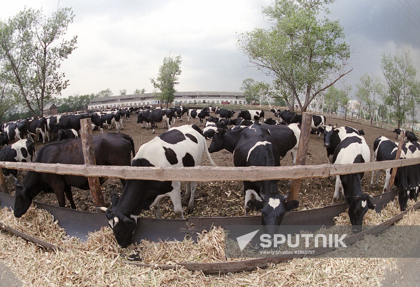 Rossiya Pedigree Livestock Breeding Farm