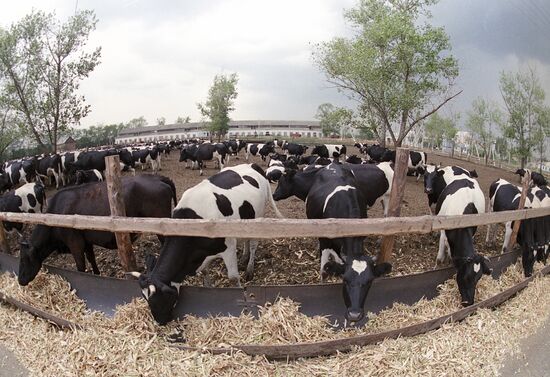 Rossiya Pedigree Livestock Breeding Farm