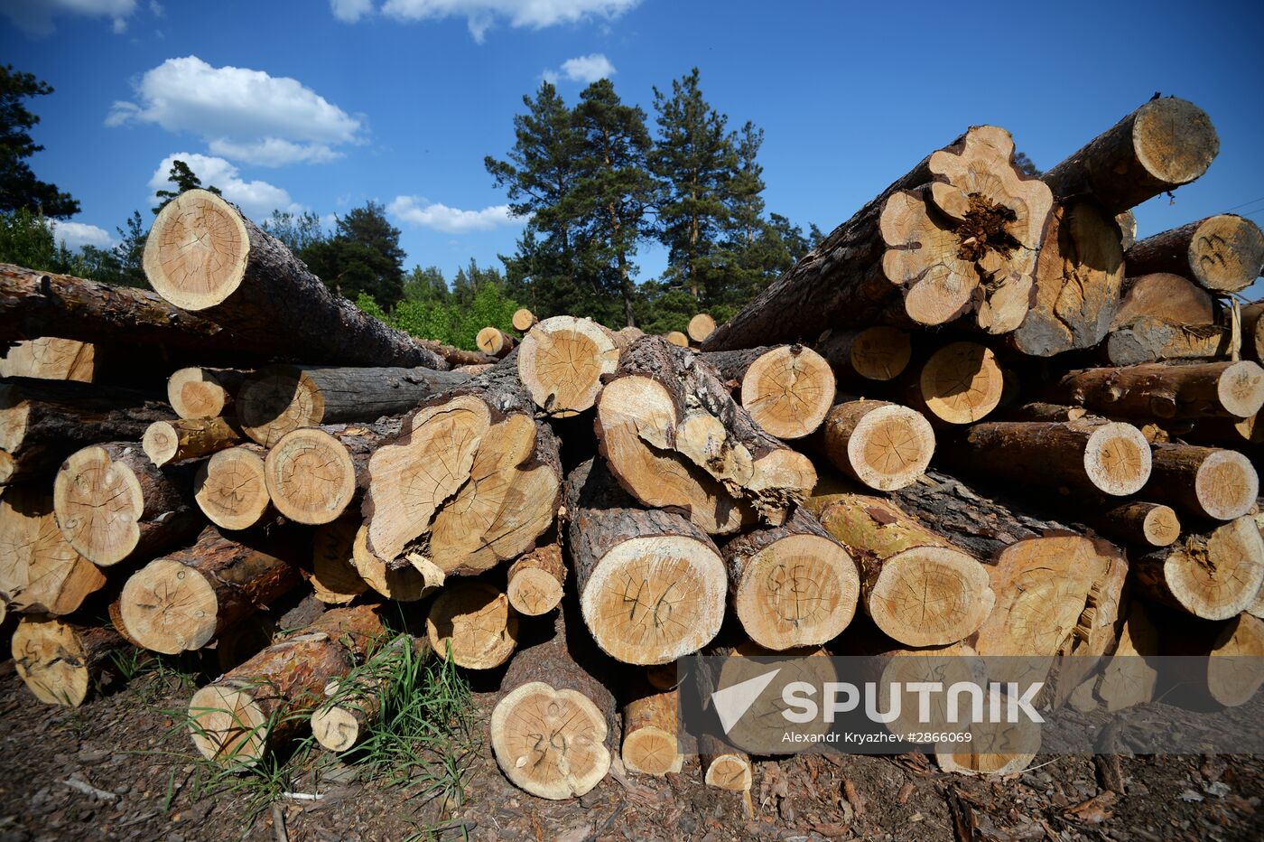 Forest in Novosibirsk region